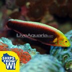 Radiant Wrasse